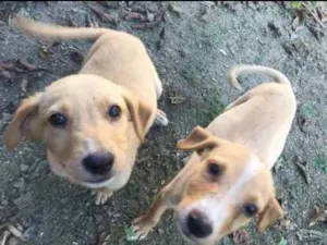 Cachorro raça Vira lata idade 2 a 6 meses nome Estrelinha, Dog.....