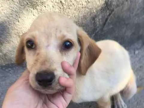 Cachorro ra a Vira lata idade 2 a 6 meses nome Estrelinha, Dog.....