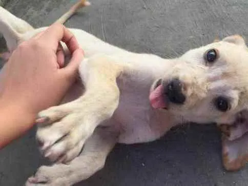 Cachorro ra a Vira lata idade 2 a 6 meses nome Estrelinha, Dog.....