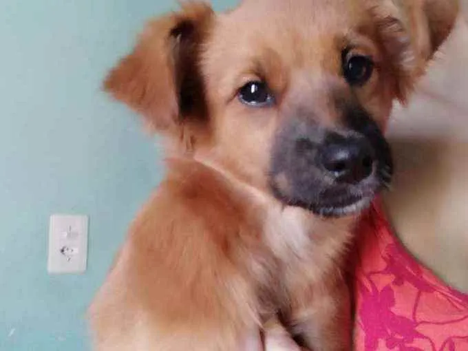 Cachorro ra a Indefinida idade 2 a 6 meses nome Não sei 