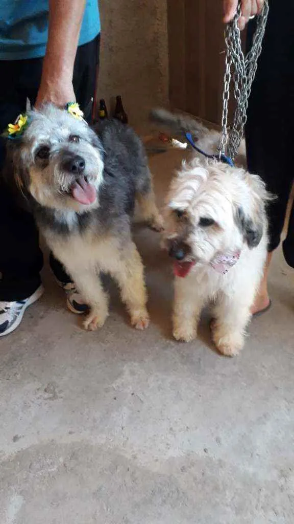 Cachorro ra a Poodle com vira lata idade 5 anos nome Baby / Pretinha 