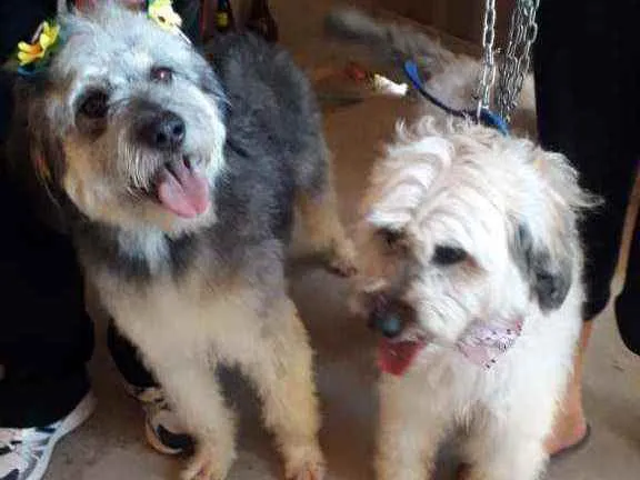 Cachorro ra a Poodle com vira lata idade 5 anos nome Baby / Pretinha 