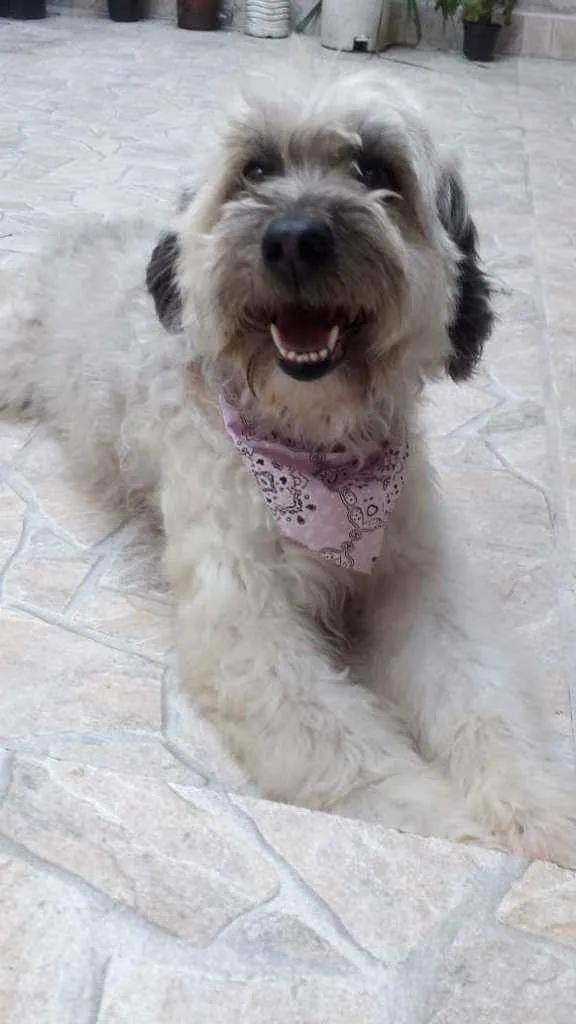 Cachorro ra a Poodle com vira lata idade 5 anos nome Baby / Pretinha 