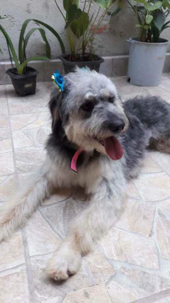 Cachorro ra a Poodle com vira lata idade 5 anos nome Baby / Pretinha 