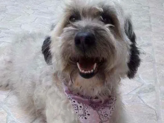 Cachorro ra a Poodle com vira lata idade 5 anos nome Baby / Pretinha 