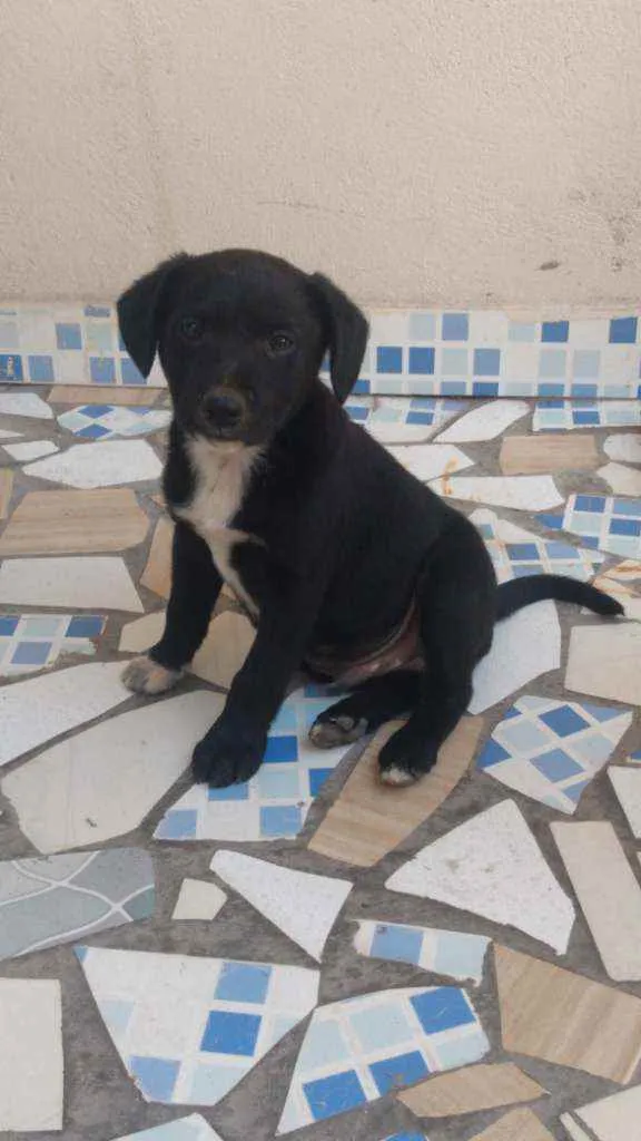 Cachorro ra a Vira lata idade 2 a 6 meses nome Mike