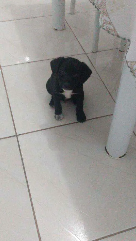 Cachorro ra a Vira lata idade 2 a 6 meses nome Mike