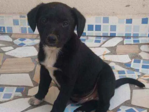 Cachorro ra a Vira lata idade 2 a 6 meses nome Mike