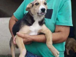 Cachorro raça SRD idade 2 a 6 meses nome Gael