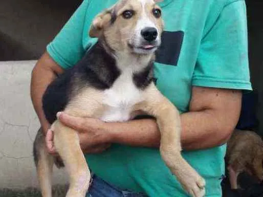 Cachorro ra a SRD idade 2 a 6 meses nome Gael