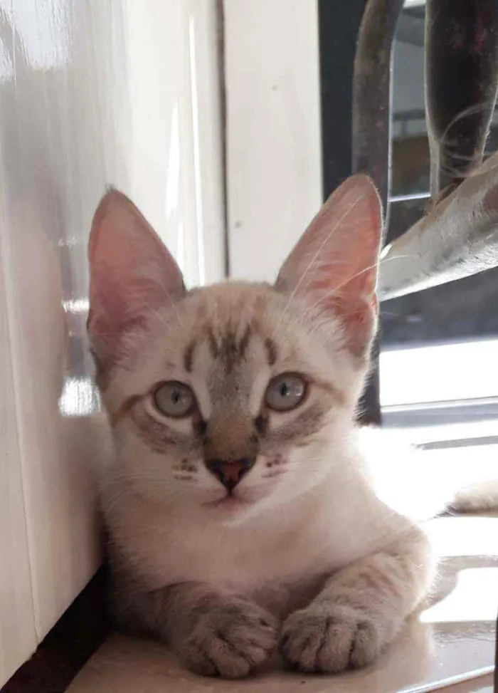 Gato raça Sem raça definida idade 2 a 6 meses nome Sem nomes