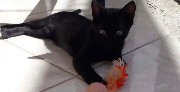 Gato raça Sem raça definida idade 2 a 6 meses nome Sem nomes