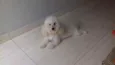 spike