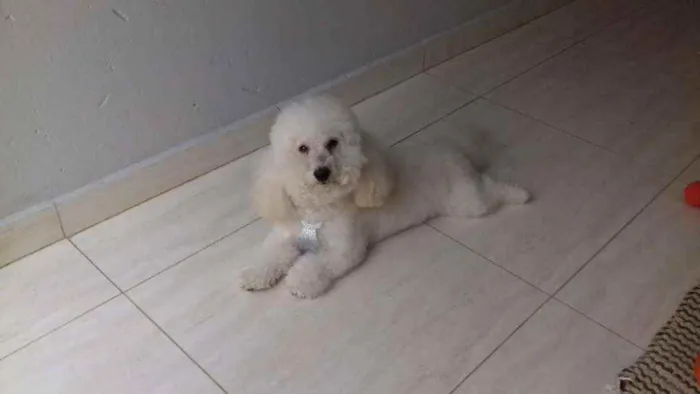 Cachorro ra a indefinida idade 6 ou mais anos nome spike
