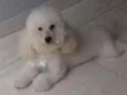 spike