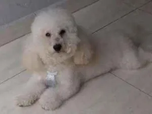 Cachorro raça indefinida idade 6 ou mais anos nome spike