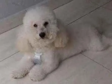Cachorro ra a indefinida idade 6 ou mais anos nome spike