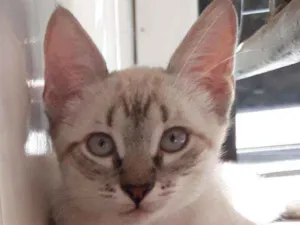 Gato raça Sem raça definida idade 2 a 6 meses nome Sem nomes