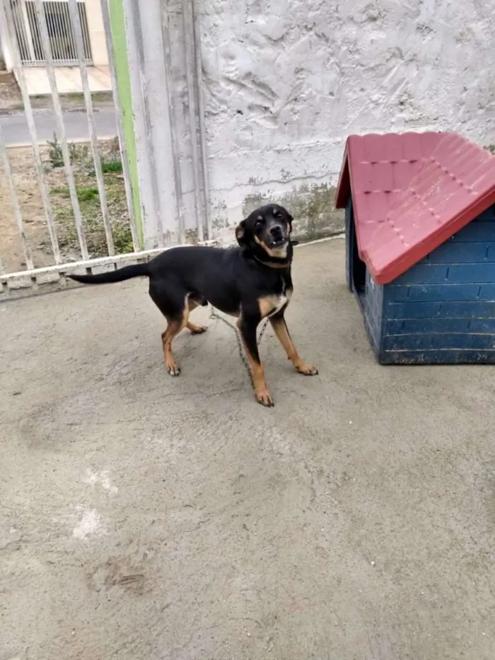 Cachorro ra a PINSCHER idade 6 ou mais anos nome KOSTELINHA