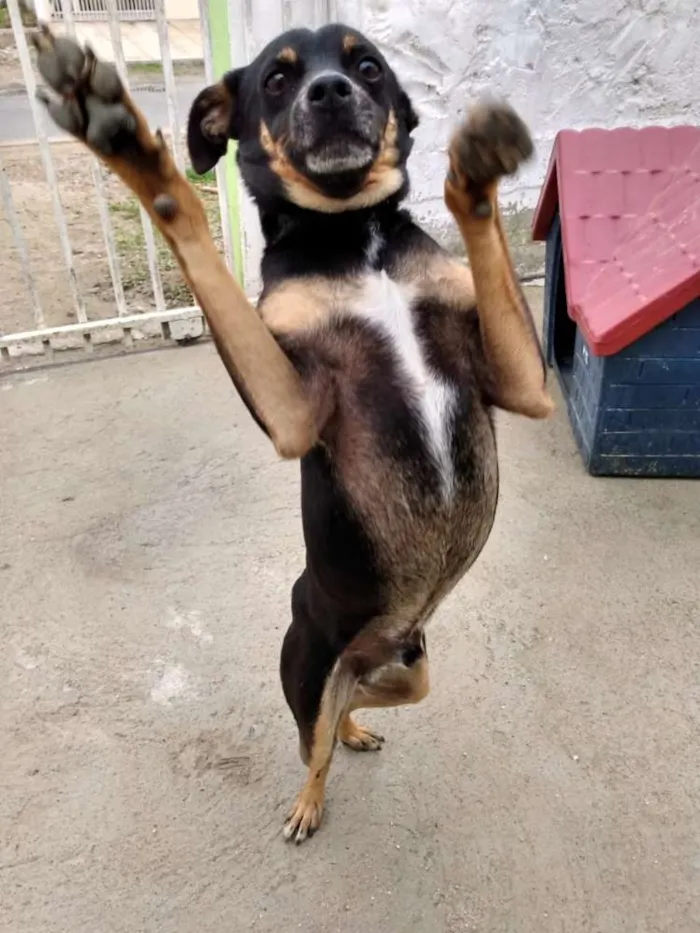 Cachorro ra a PINSCHER idade 6 ou mais anos nome KOSTELINHA