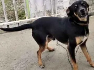 Cachorro raça PINSCHER idade 6 ou mais anos nome KOSTELINHA