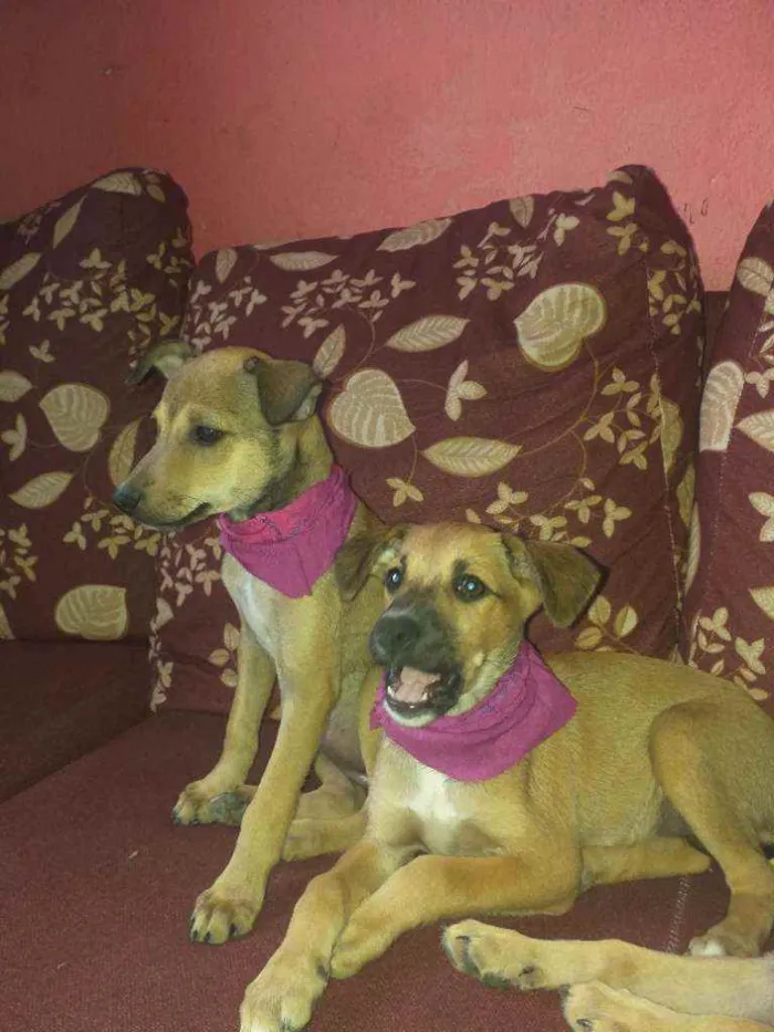 Cachorro raça NÃO SEI INFORMAR  idade 2 a 6 meses nome NÃO TEM NOME