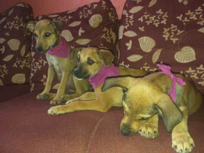 Cachorro raça NÃO SEI INFORMAR  idade 2 a 6 meses nome NÃO TEM NOME
