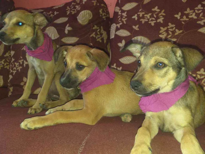 Cachorro raça NÃO SEI INFORMAR  idade 2 a 6 meses nome NÃO TEM NOME