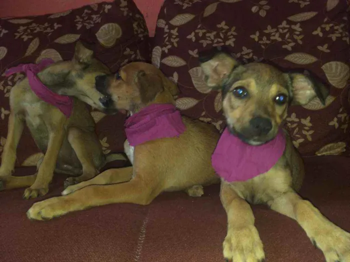 Cachorro raça NÃO SEI INFORMAR  idade 2 a 6 meses nome NÃO TEM NOME