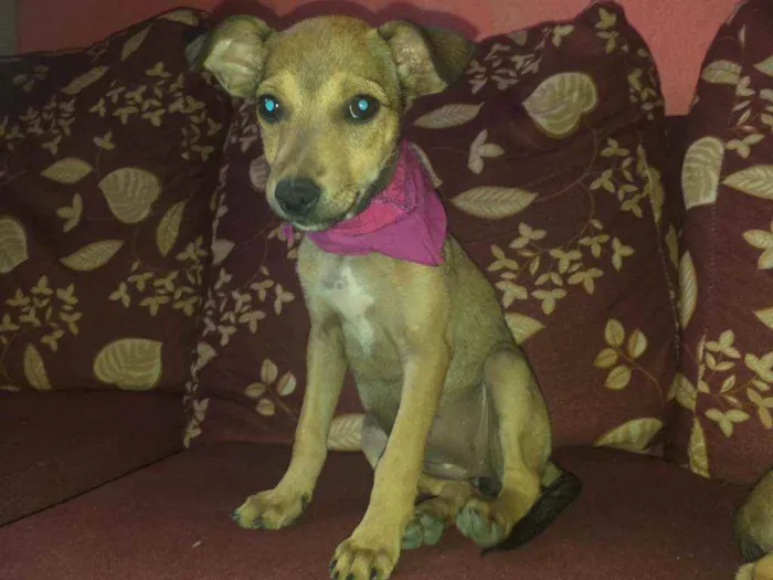 Cachorro raça NÃO SEI INFORMAR  idade 2 a 6 meses nome NÃO TEM NOME