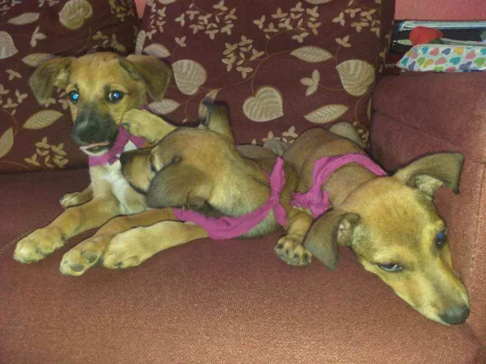 Cachorro raça NÃO SEI INFORMAR  idade 2 a 6 meses nome NÃO TEM NOME