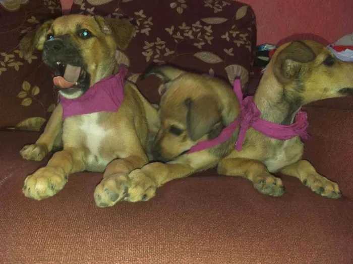 Cachorro raça NÃO SEI INFORMAR  idade 2 a 6 meses nome NÃO TEM NOME