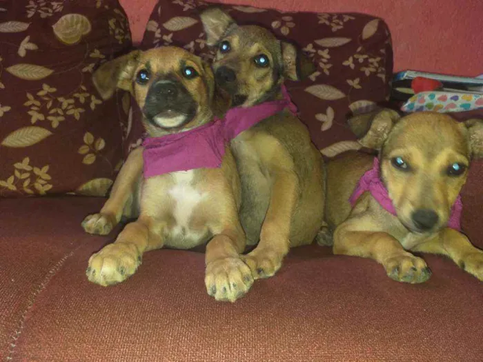 Cachorro raça NÃO SEI INFORMAR  idade 2 a 6 meses nome NÃO TEM NOME