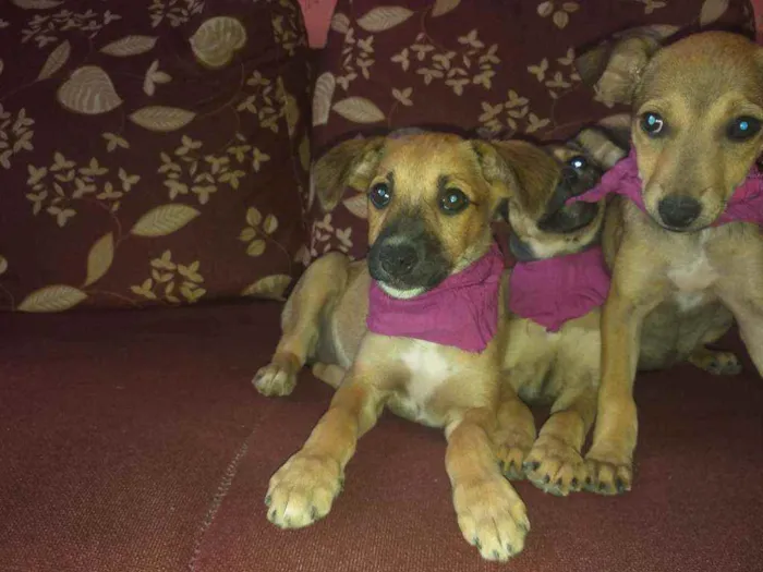 Cachorro raça NÃO SEI INFORMAR  idade 2 a 6 meses nome NÃO TEM NOME