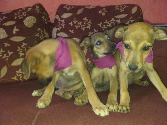 Cachorro raça NÃO SEI INFORMAR  idade 2 a 6 meses nome NÃO TEM NOME