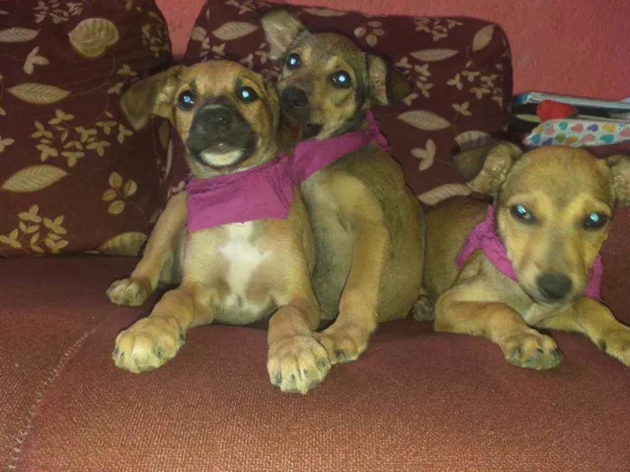 Cachorro raça NÃO SEI INFORMAR  idade 2 a 6 meses nome NÃO TEM NOME