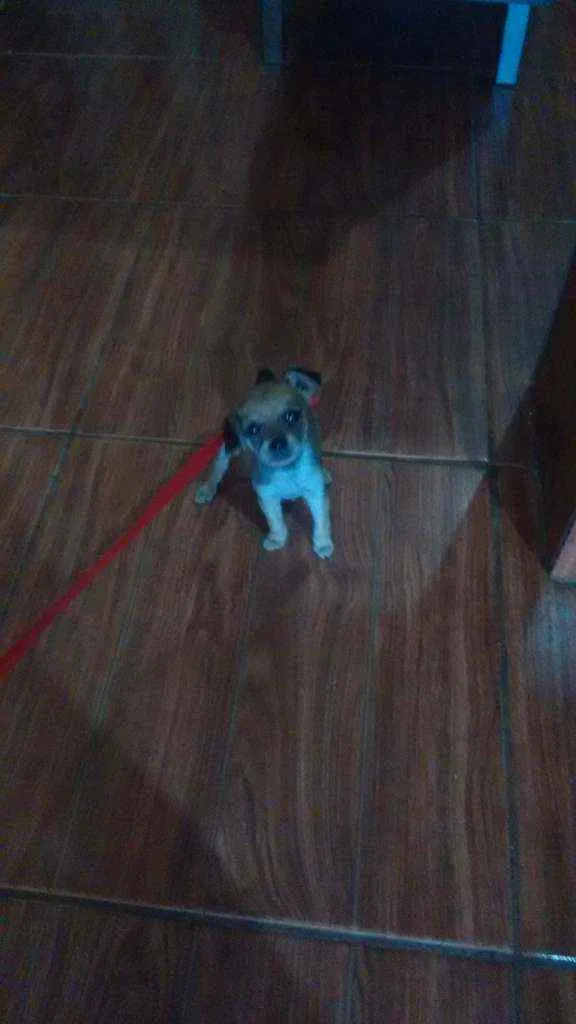 Cachorro ra a Não definida idade Abaixo de 2 meses nome Não definido