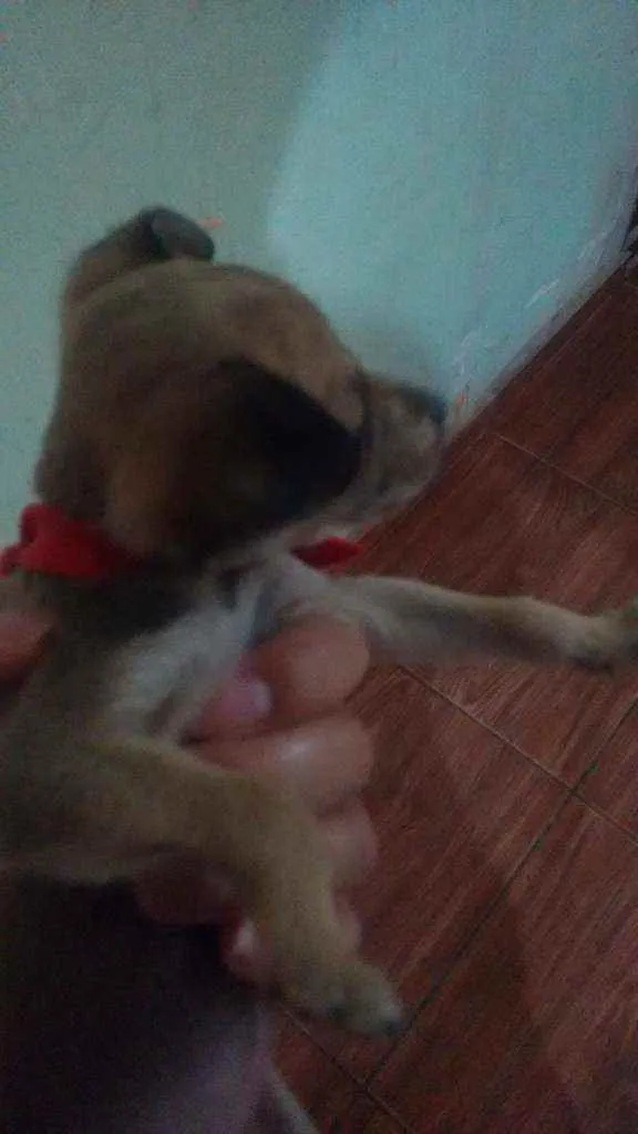Cachorro ra a Não definida idade Abaixo de 2 meses nome Não definido