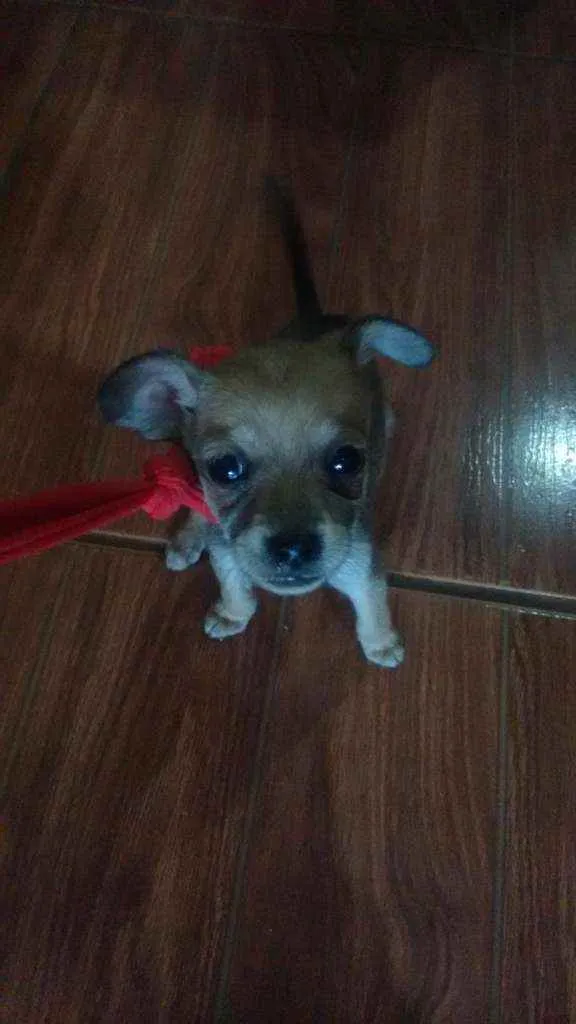 Cachorro ra a Não definida idade Abaixo de 2 meses nome Não definido
