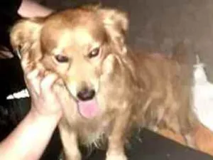 Cachorro raça  idade 1 ano nome Caramelo 