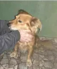 Caramelo
