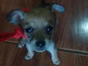 Cachorro raça Não definida idade Abaixo de 2 meses nome Não definido