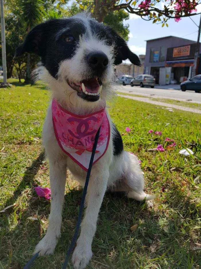 Cachorro ra a Srd  idade 2 anos nome July