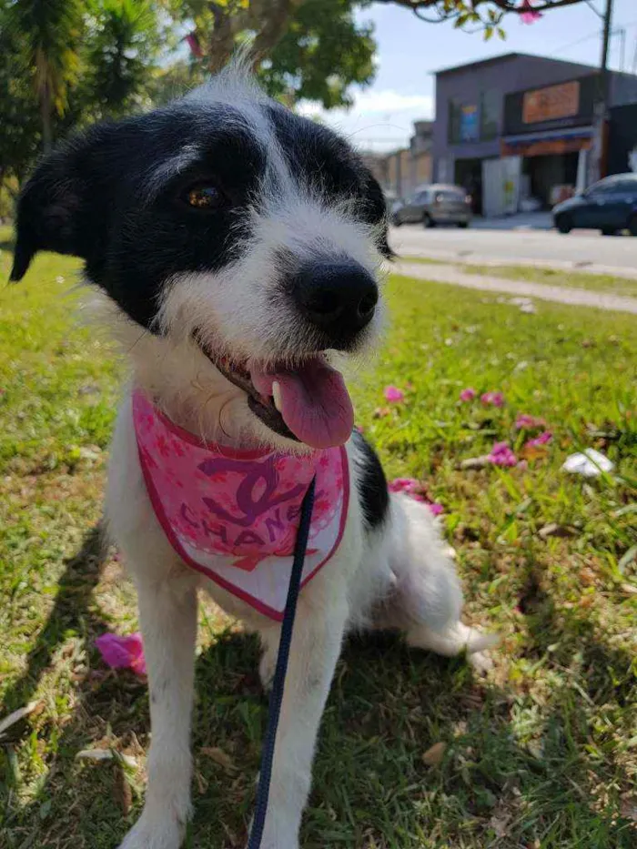 Cachorro ra a Srd  idade 2 anos nome July