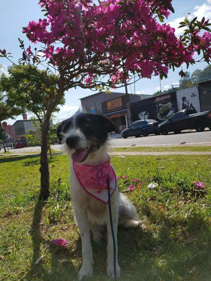 Cachorro ra a Srd  idade 2 anos nome July