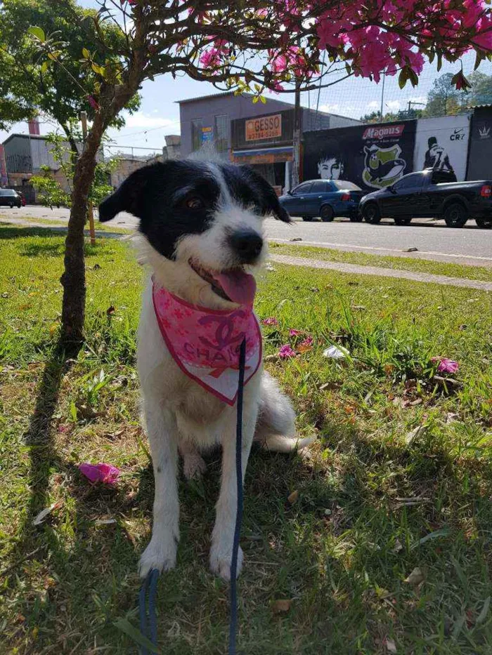 Cachorro ra a Srd  idade 2 anos nome July