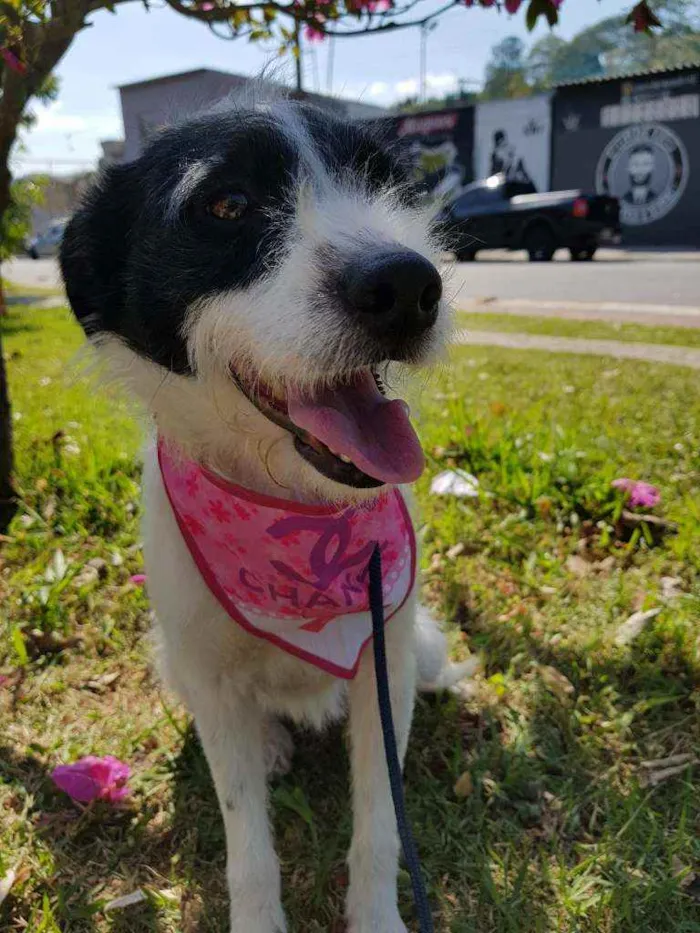 Cachorro ra a Srd  idade 2 anos nome July