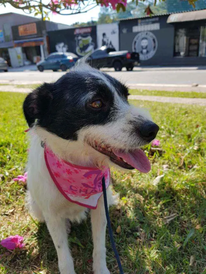 Cachorro ra a Srd  idade 2 anos nome July