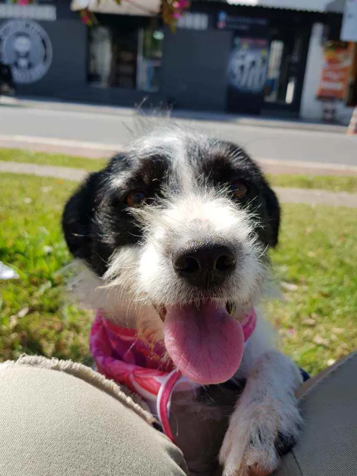 Cachorro ra a Srd  idade 2 anos nome July