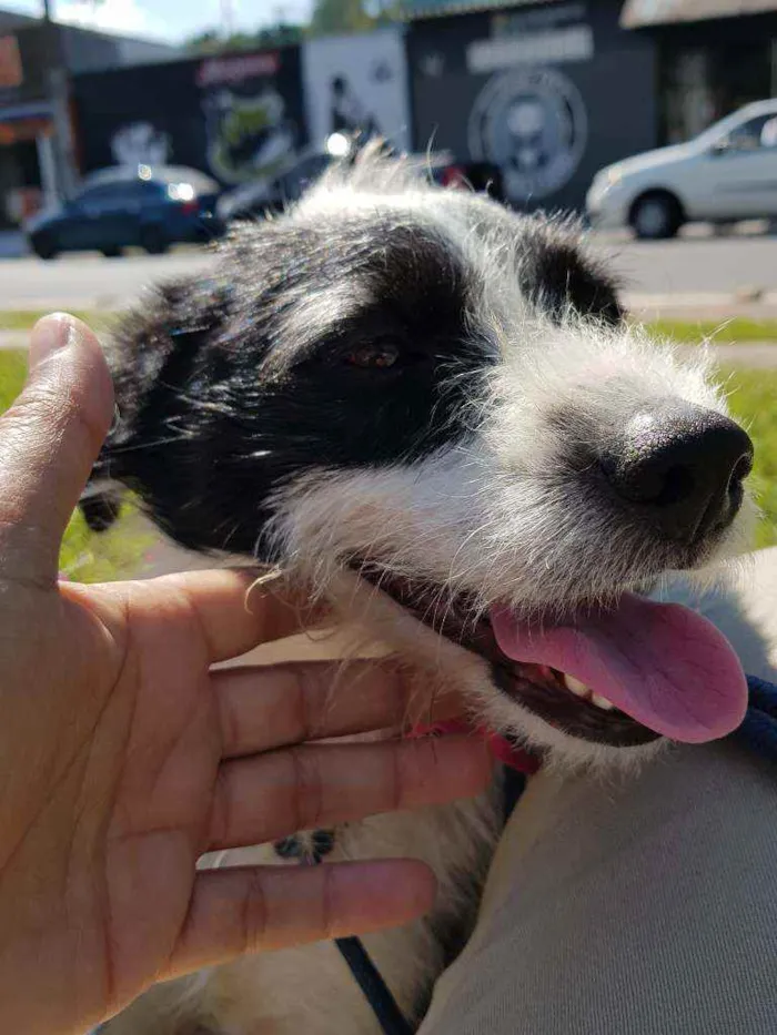 Cachorro ra a Srd  idade 2 anos nome July